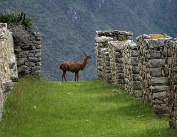 Cusco soñado y la selva amazónica