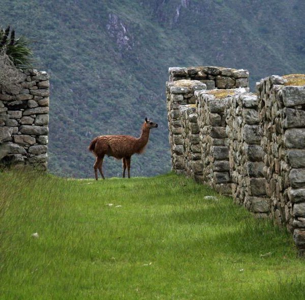 Cusco y Selva Amazónica peruana