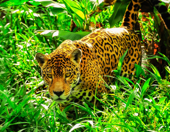 Cusco Soñado & la Selva Amazónica de Tambopata