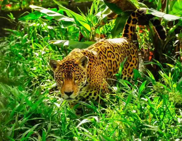 Cusco Soñado & la Selva Amazónica de Tambopata