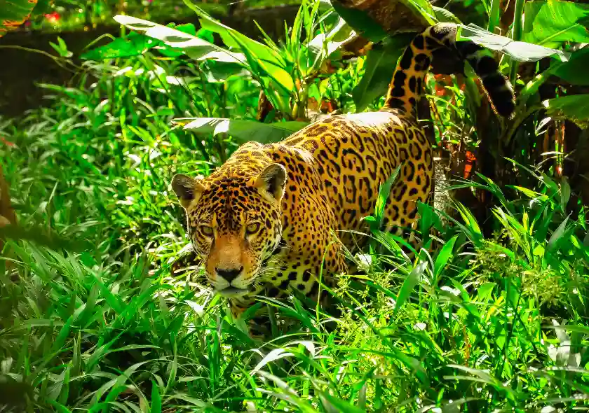 Cusco Soñado & la Selva Amazónica de Tambopata