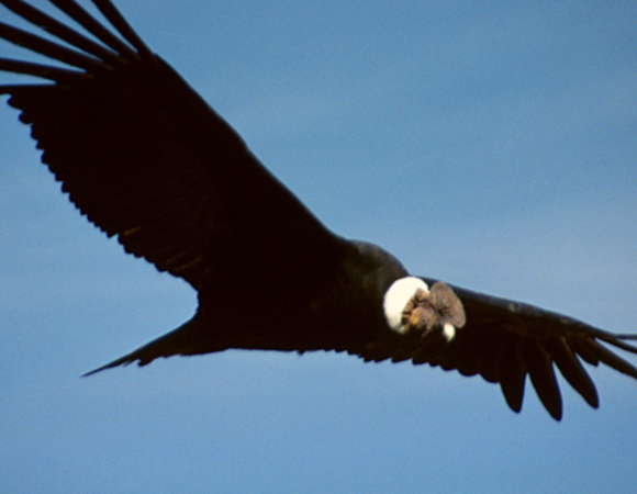 EL VUELO DEL CÓNDOR